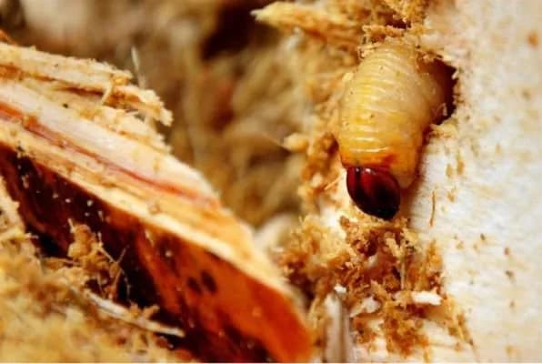 Top 9 món ngon từ đặc sản đuông dừa  miền Tây không thể bỏ qua