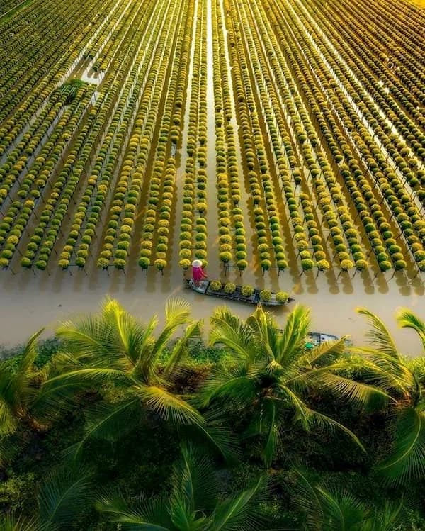 Tour Đồng Tháp 1 ngày