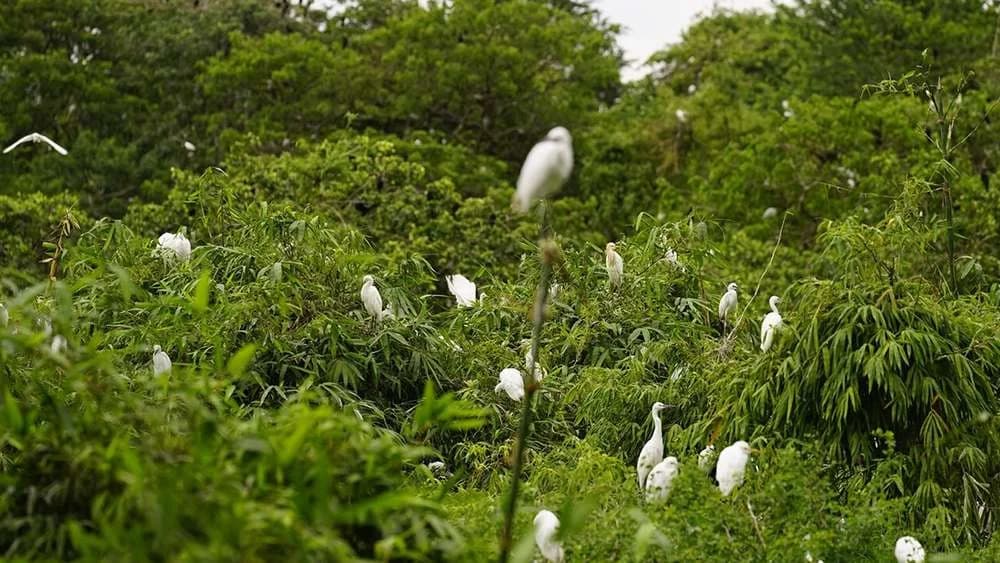 Các loài cò và chim sinh sống tại vườn: Vườn cò Tân Long