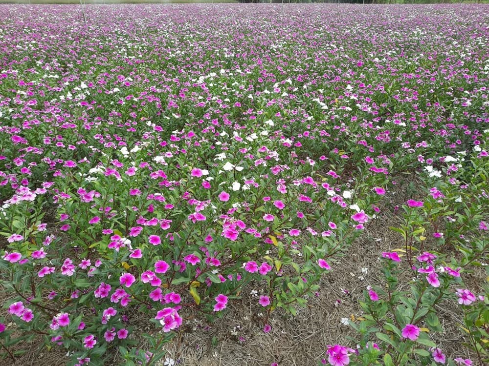 Cánh đồng hoa dừa cạn – Điểm check-in rực rỡ sắc màu An