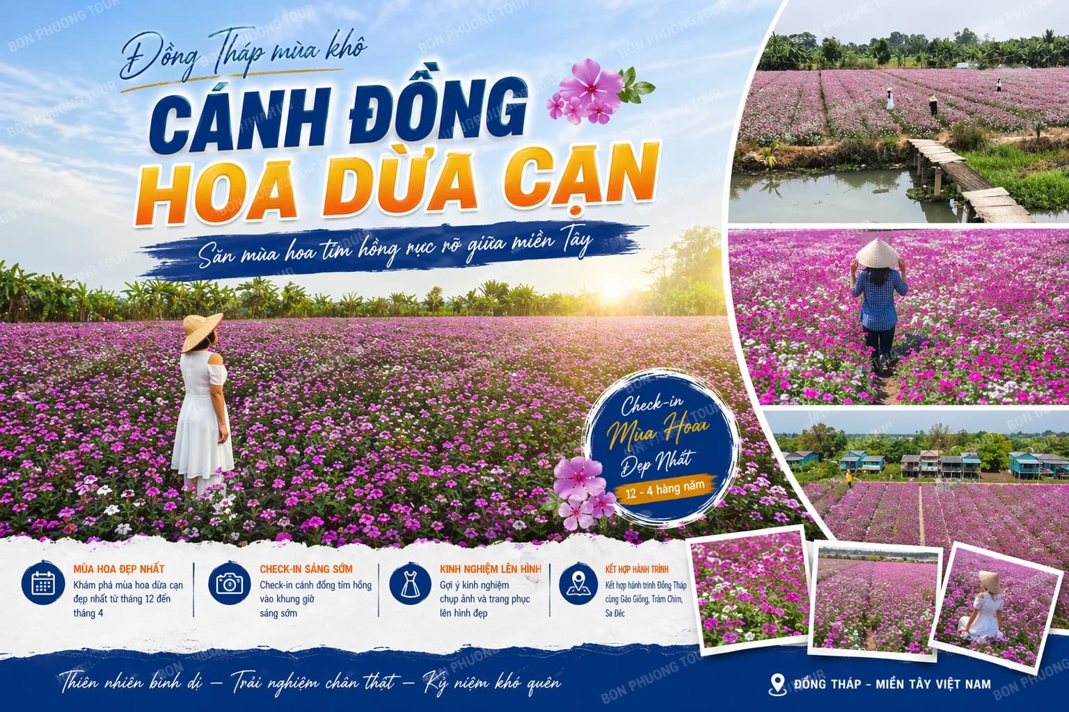 Cánh Đồng Hoa Dừa Cạn Đồng Tháp: Mùa Đẹp Nhất