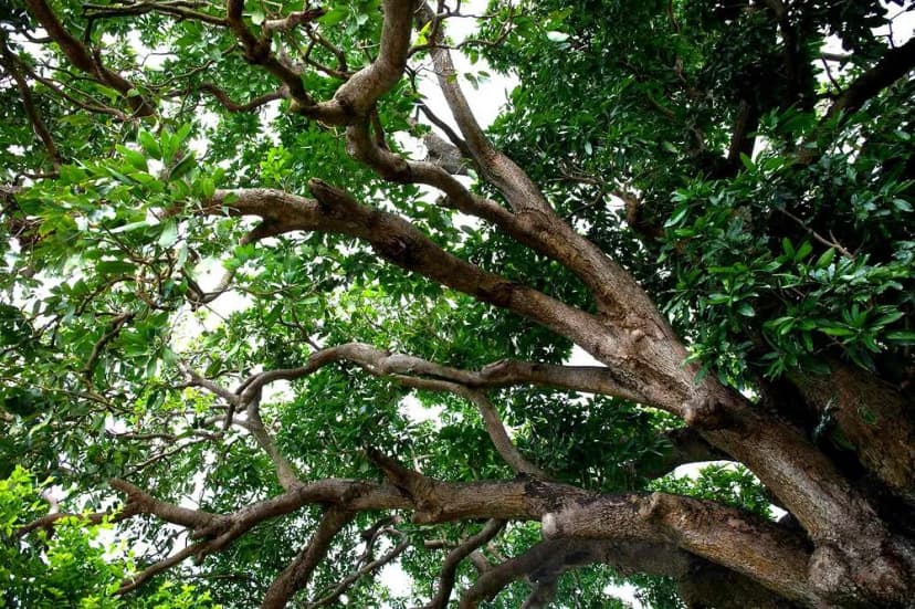 Vườn nhãn cổ Bạc Liêu