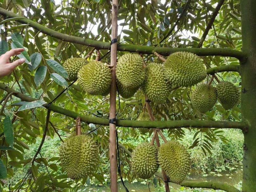 Trái Cây Theo Mùa Tại Vĩnh Kim