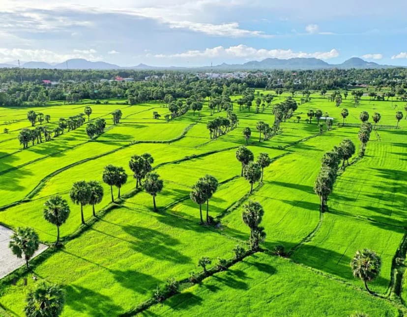 Thời điểm đẹp để tham quan cánh đồng thốt nốt An Giang