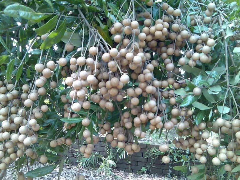 Sum suê vườn nhãn cổ Bạc Liêu