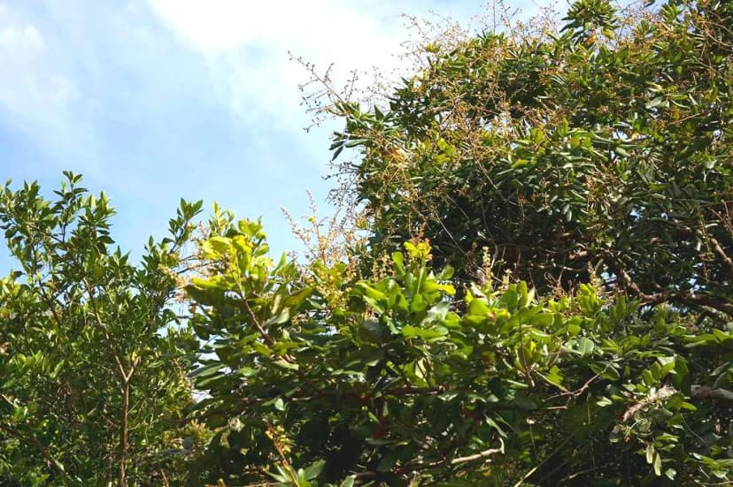 Đa dạng các giống nhãn