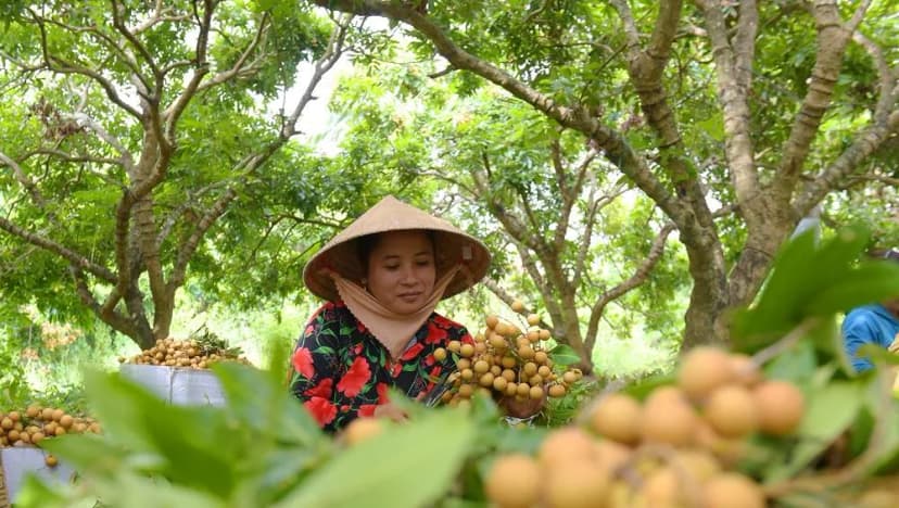 Nông dân thu hoạch nhãn tại vườn