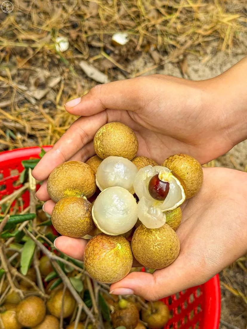 Thưởng thức nhãn thơm ngon tại vườn