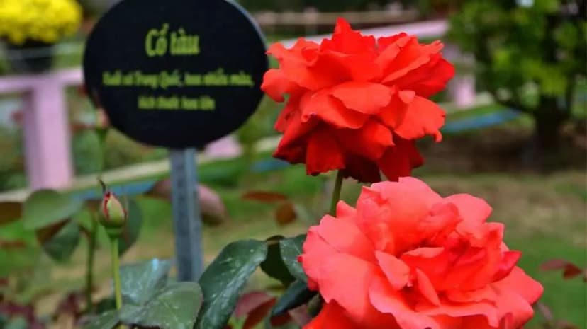 Chi phí trải nghiệm và mua sắm tại Vườn hồng Tư Tôn