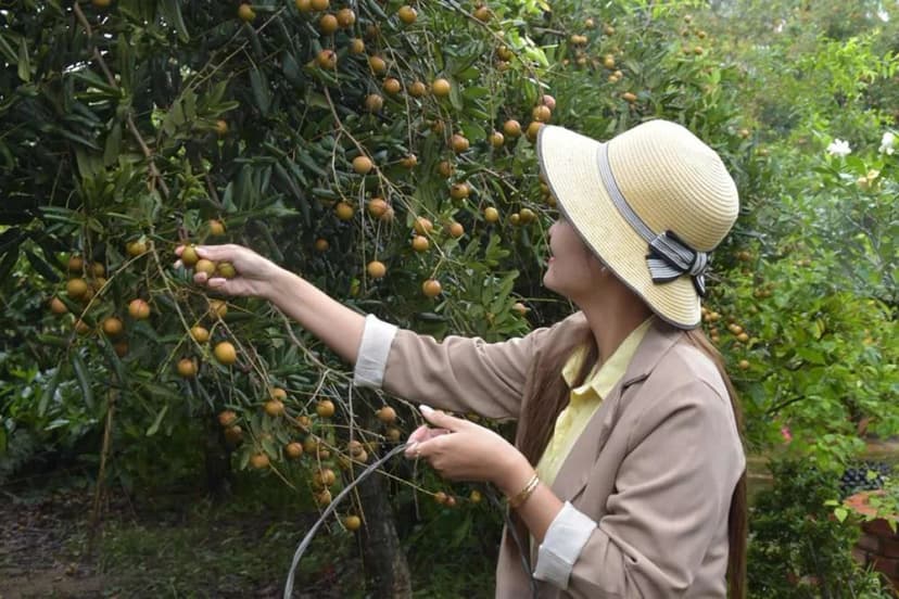 Du khách được trải nghiệm hái nhãn tại vườn