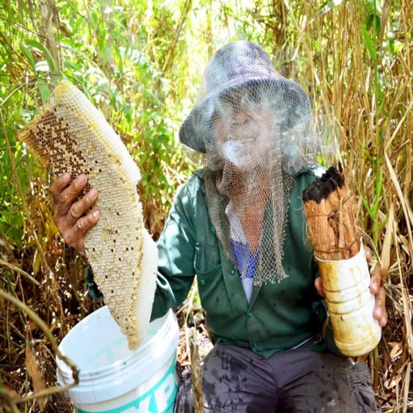 Nghề lấy ong Rừng U Minh Thượng