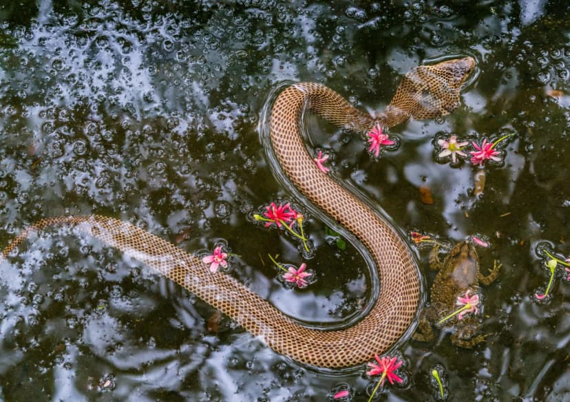 Trại rắn Đồng Tâm