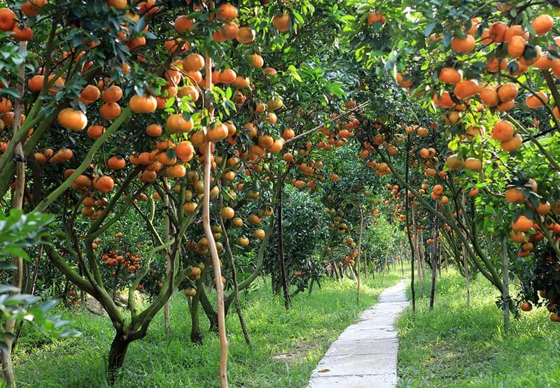 Vườn Trái Cây Miền Tây