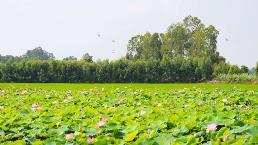 Vẻ đẹp của Đầm sen Tháp Mười