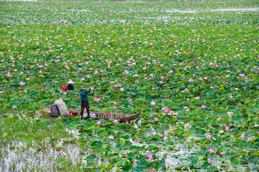 Ấn tượng với đầm sen Tháp Mười