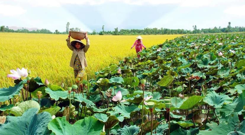 Quy mô đầm sen rộng lớn