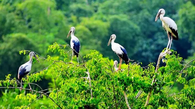 Hình ảnh vườn cò Tân Long