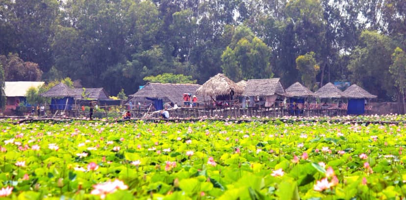 Đồng Tháp Mười vào mùa hè với không gian xanh mát thích hợp du lịch miền Tây 3 ngày 2 đêm
