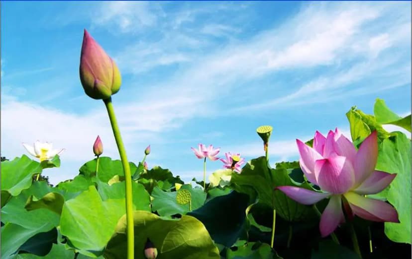 Ấn tượng với vẻ đẹp của sen