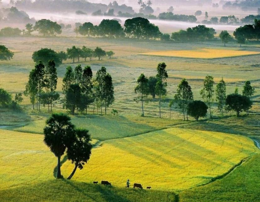 Cánh đồng thốt nốt An Giang ở đâu?