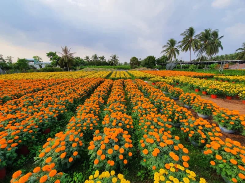 Gợi ý lịch trình tham quan làng hoa kiểng Chợ Lách