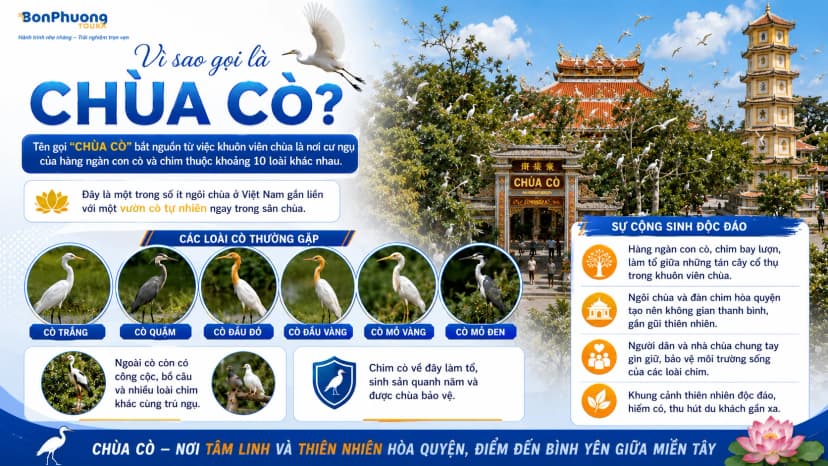 Đàn cò bay về tổ tại Chùa Cò Nodol trong Vườn Cò Giồng Lớn Trà Vinh