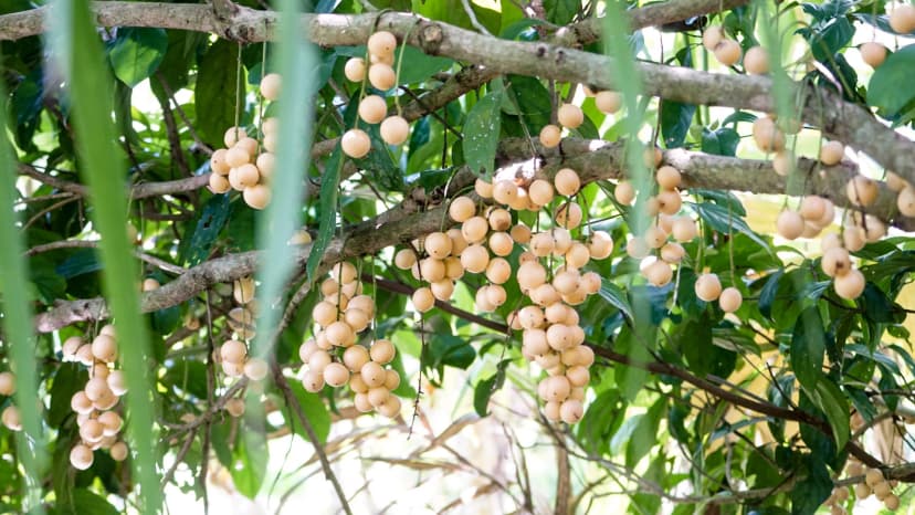 Lối đi và cây trái tại vườn trái cây Vàm Xáng Cần Thơ