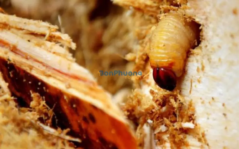 Top 9 món ngon từ đặc sản đuông dừa miền Tây không thể bỏ qua