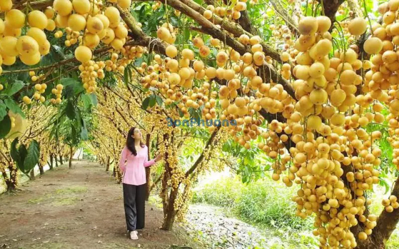 Top 10 vườn trái cây Cần Thơ nổi tiếng trĩu quả