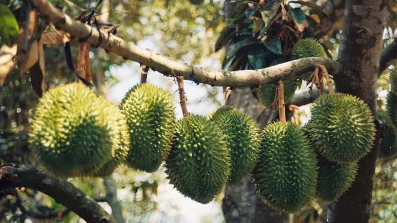 Vườn sầu riêng Chị Thảo