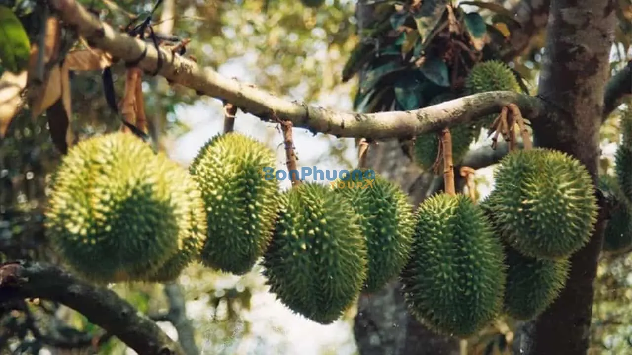 Vườn sầu riêng Chị Thảo