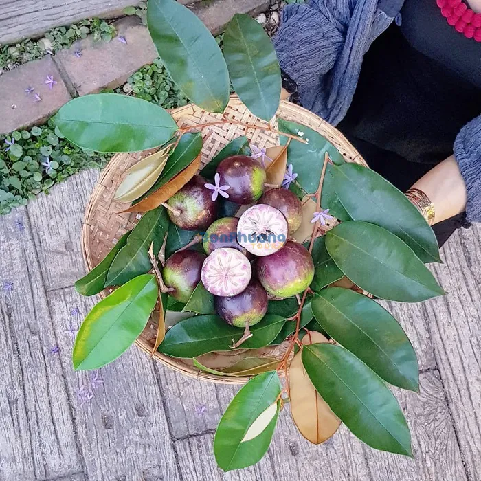 trai-cay-vuon-du-lich-sinh-thai-vu-binh